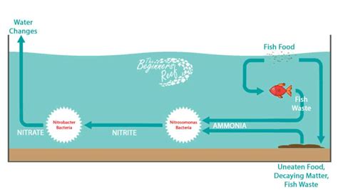 Fish Tank Cycle How To Know When Its Finished The Beginners Reef