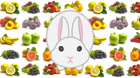 Quels Fruits Un Lapin Peut Il Manger Youtube