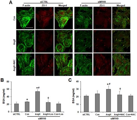 Attenuation Of Myh Depletion Induced Actin Cytoskeleton Disruption And