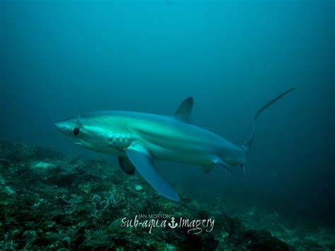 malapascua thresher sharks (1) - Evolution Diving Resort Malapascua