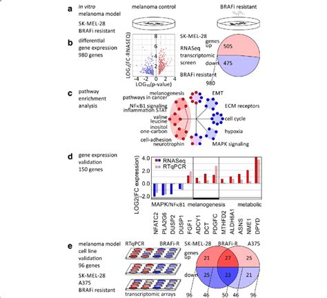 Transcriptomic Profiling Of Braf Inhibitor Resistance In Cellular Download Scientific Diagram