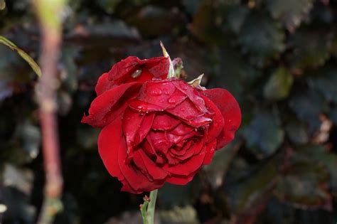 Rose Rot Pflanzen Kostenloses Foto Auf Pixabay Pixabay