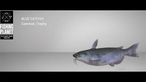 Fishing Planet Quanchkin Lake Trophy Blue Catfish Bottom YouTube