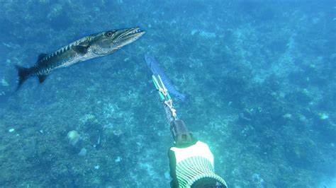 I Went For The Head On This Huge Great Barracuda Catch N Cook