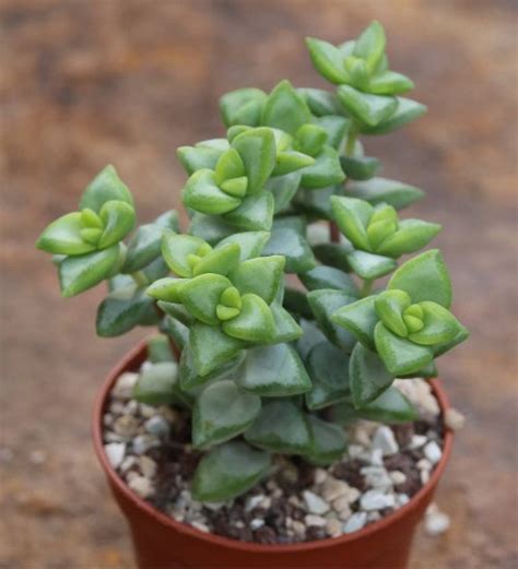 Crassula Rupestris Succulent Guide