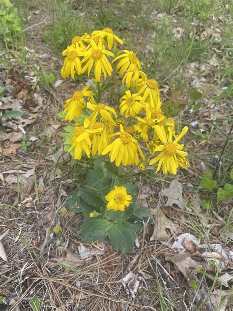 Arnica Acaulis Walter Britton