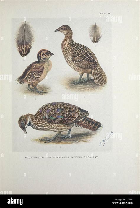 Monograph Pheasants Hi Res Stock Photography And Images Alamy