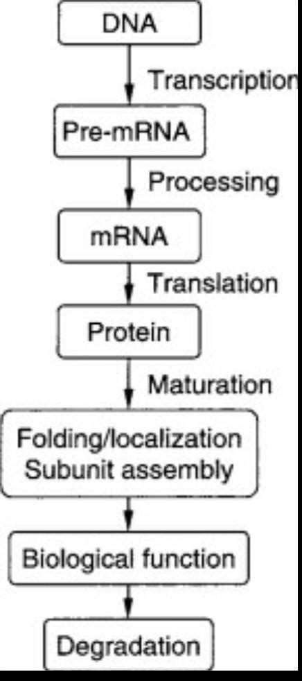 Protein Synthesis Flow Chart