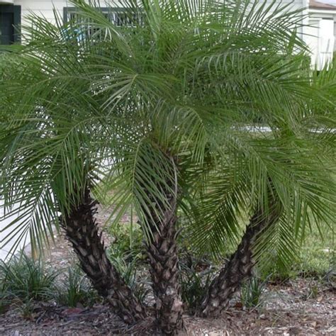 Pygmy Date Palm - VerdeGo