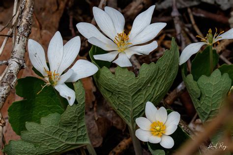 Sanguinaire Du Canada Sanguinaria Canadensis Bloodroot Flickr