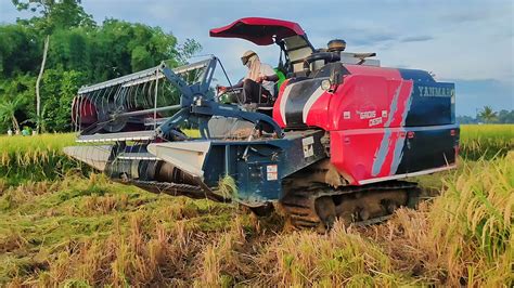 Amazing Combine Harvester Machine On Process And Harvesting Rice