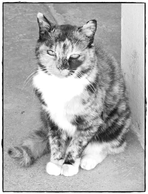 Peaceful Cat Grayscale Coloring Page | ThriftyFun