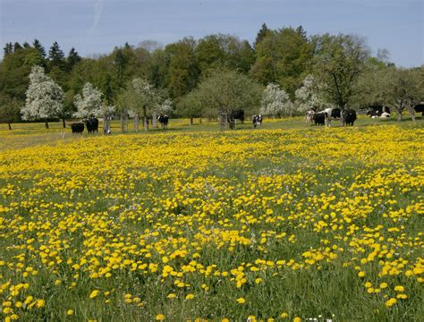 Parcours VTT autour de Münchwilen TG Outdooractive