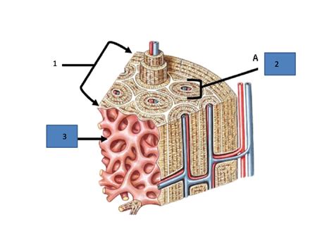 LAB Exam 2 Diagram Quizlet