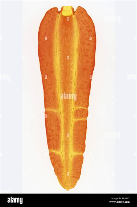 Illustration Of Cross Section Of A Carrot Stock Photo Alamy