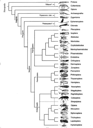 Entomology Phylogeny Final Flashcards Quizlet