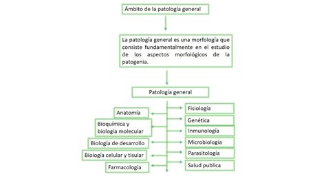 Introduccion A La Patolog A Concepto Etapas Personajes Ramas