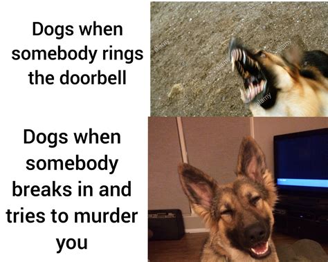 Good doggo : r/memes