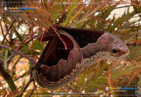 Tulip Tree Silkmoth Moth