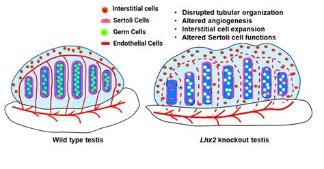 Testis Interstitial Cells