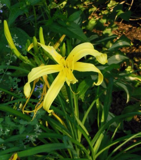 Spider Daylily In Our Garden 2014 Tyme Day Lilies All Pictures