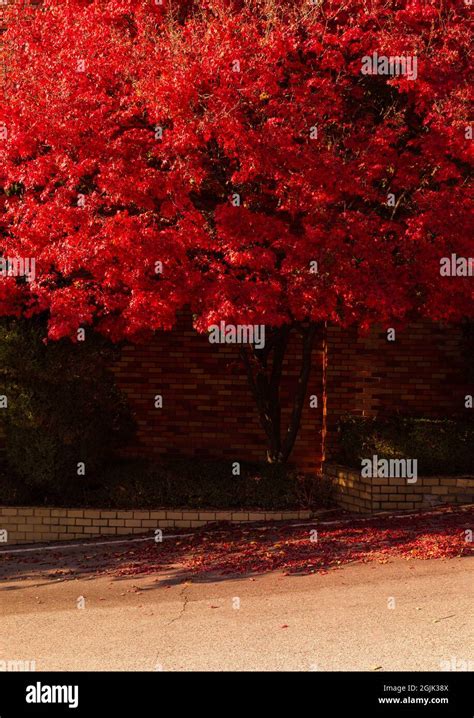 Beautiful autumn scenery in Korea. Building wall and red maple tree ...