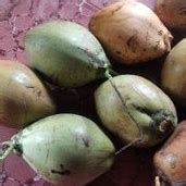 Jual Buah Kelapa Kopyor Ciri Khas Kab Pati Shopee Indonesia