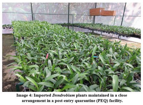 Impact Of Cymbidium Mosaic Virus On Native And Cultivated Orchids In