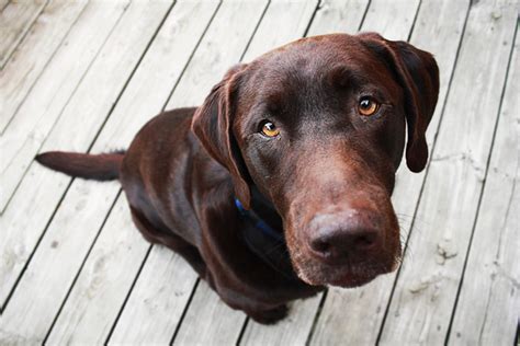 Labrador Retriever