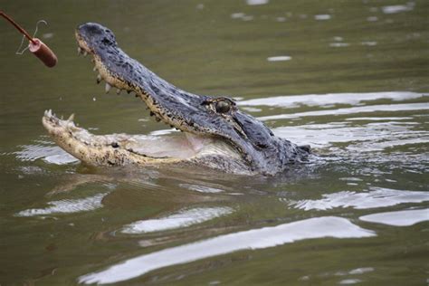 Cajun Alligator Encounter My Photo Blog Blog Photo Photo My Photos