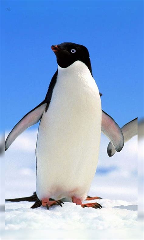 4K Penguin Wallpaper HD:Amazon.com:Appstore for Android