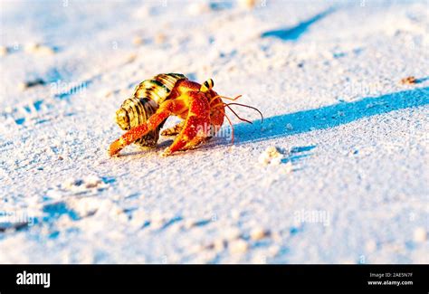 Strawberry hermit crab carrying its protective shell home along beach ...