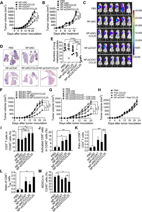 Np Sicd47ccl25 Significantly Inhibits 4t1 Tumor Growth And Metastasis