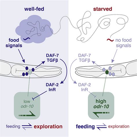 C Elegans Males Integrate Food Signals And Biological Sex To Modulate