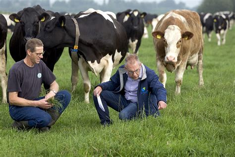 Optimaal Melken Met Weidegang En Melkrobot Boerderij