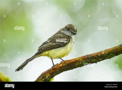 Pale Edged Flycatcher Myiarchus Cephalotes Adult Perched On Tree