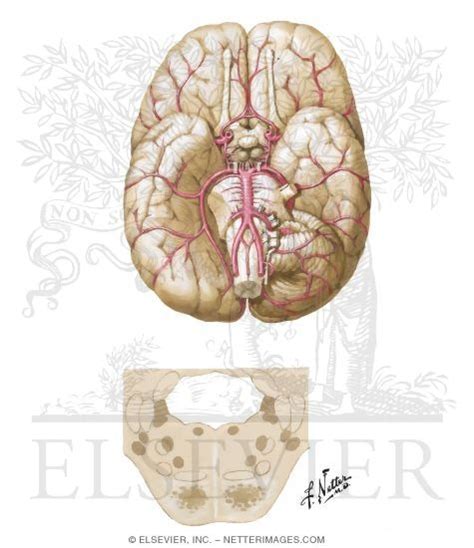 Vertebrobasilar Insufficiency; Basilar Artery Insufficiency; Vertebral ...