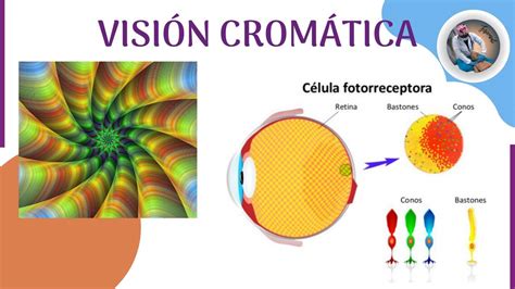 Visión cromática y daltonismo Fisiomedi uDocz