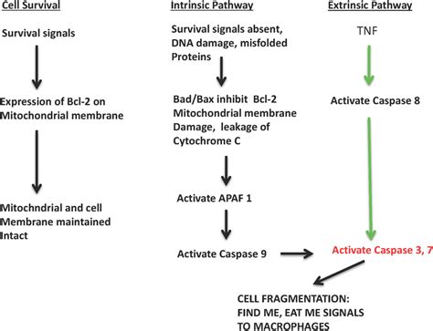 4. Apoptotic pathways. Left: Cell survival signals, such as growth ...