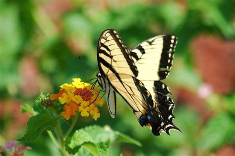 Yellow Swallowtail Butterfly Meaning Spiritual Messages