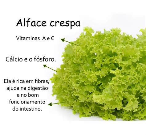 Ciclo Vegetativo Do Alface Mundo Ecologia