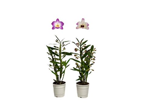 Dendrobium Nobile Starclass Rosa H In Vaso Cm Obi