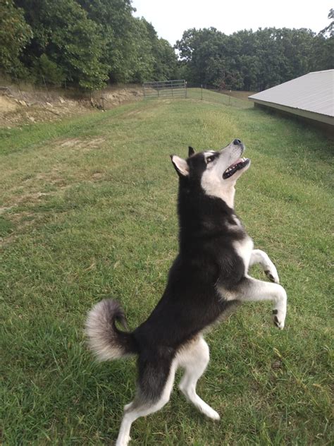 Siberian husky for sale latest pet ads buy sell adopt – Artofit