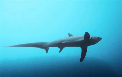 Common Thresher Shark | Alopias vulpinus | Shark Database