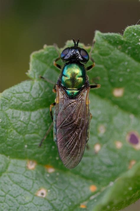 Chloromye Agr Able Chloromyia Formosa Dipt Re Andr Labetaa Flickr