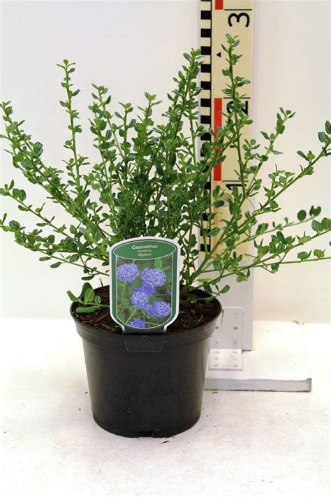 Ceanothus Impressus Cool Blue R Boomkwekerij Coonen