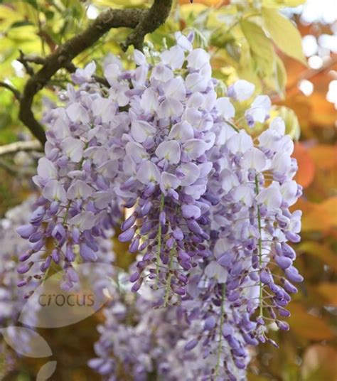 Buy Chinese Wisteria Wisteria Sinensis £69 99 Delivery By Crocus