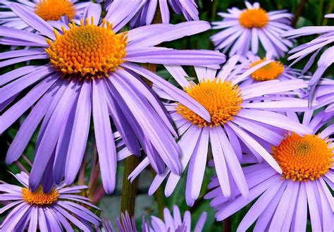 Purple Asters Color Scheme » Image » SchemeColor.com