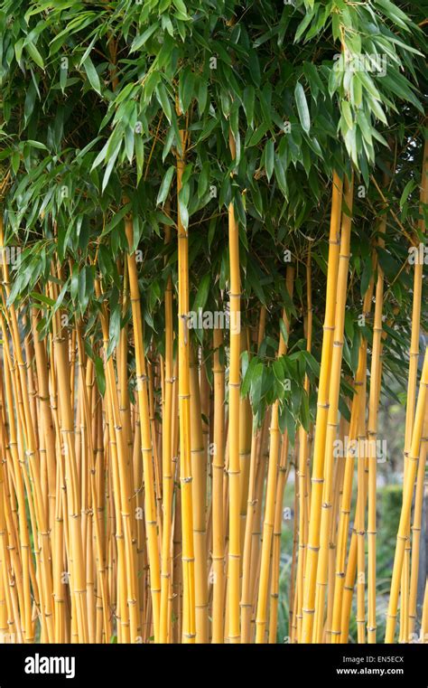 Phyllostachys Aureosulcata F Aureocaulis Yellow Groove Bamboo Uk