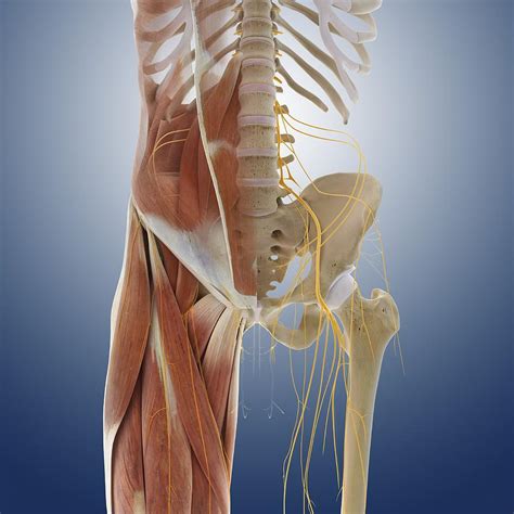 body anatomy artwork photograph  science photo library